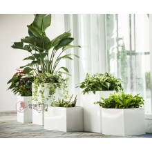 專注室內(nèi)綠植服務(wù)8年，綠植租賃，免費(fèi)養(yǎng)護(hù)，一站式商務(wù)空間